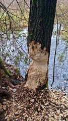 Fallen aspen. A thick aspen trunk, gnawed by a beaver, lies in the water. Selective focus