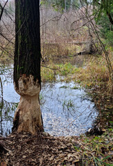 Fallen aspen. A thick aspen trunk, gnawed by a beaver, lies in the water. Selective focus