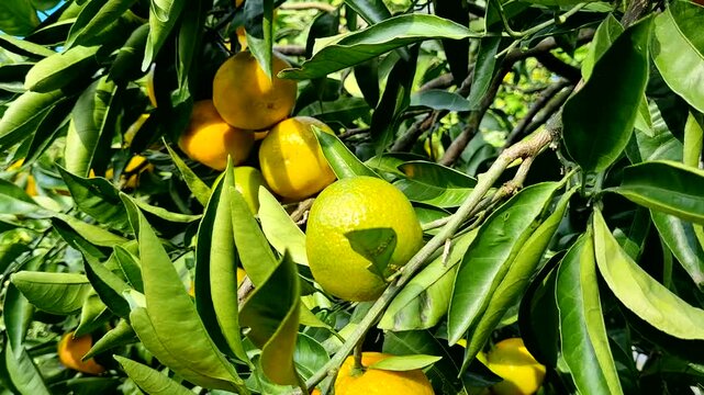 Tangerine tree, ripe tangerines sway on the branches