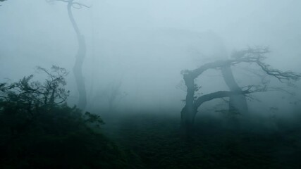 filling As shadows fog white sense light ghostly trees illuminating twisted forest overtaken air rolls shadow tree supernatural magic ghost nightmare soul halloween haunted spook creature skittish mo