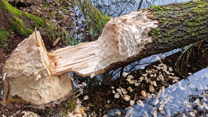 Fallen aspen. A thick aspen trunk, gnawed by a beaver, lies in the water. Selective focus