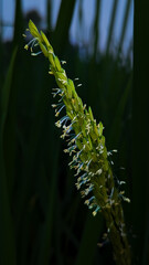 close up of a grass ( rice plant)  