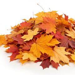 Fototapeta premium autumn maple leaves