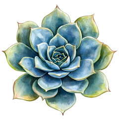  Western succulent, watercolor illustration with isolated transparent background 