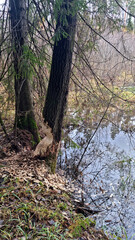 Report of a beaver's work gnawing on an aspen tree trunk. Day 1. 
