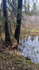 Report of a beaver's work gnawing on an aspen tree trunk. Day 1. 