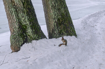 A squirrel sitting in the snow is shivering from the cold, with its front paws tucked in. A...