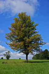 Kastanienbaum; Rosskastanie; chestnut tree; Aesculus hippocastanum