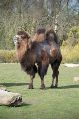 Bactrian Camel in Zoo, trees, grass, sunny