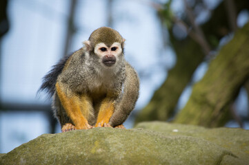 Squirrel Monkey on rock, small, cute, baby