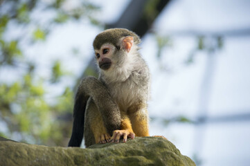 Squirrel Monkey in tree, zoo, baby, cute, small, mammal