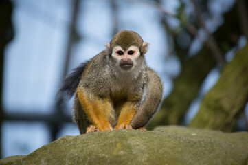 Squirrel Monkey in tree