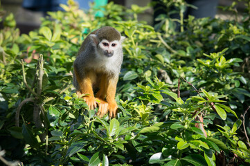 Small Squirrel Monkey in green tree, cute