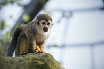 Squirrel Monkey with space for copy, text