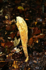 Herkules-Riesenkeule; Herkuleskeule; Clavariadelphus pistillaris; pestle-shaped coral