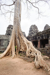 big tree at Bayon temple Siem Reap, cambodia.