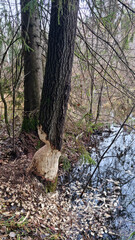 Report of a beaver's work gnawing on an aspen tree trunk. Day 2