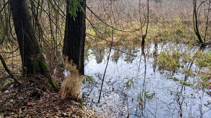 Report of a beaver's work gnawing on an aspen tree trunk. Day 2