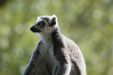 Ring Tailed Lemur sitting in the sun, grass background, Madagascar