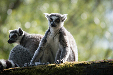 Ring Tailed Lemur sitting in the sun, grass background, Madagascar