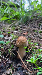Forest mushroom. White mushroom. Fly agaric. Poisonous mushroom.