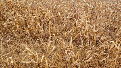 Corn field in late autumn. Overripe corn. Texture of yellow leaves.
