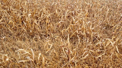 Corn field in late autumn. Overripe corn. Texture of yellow leaves.