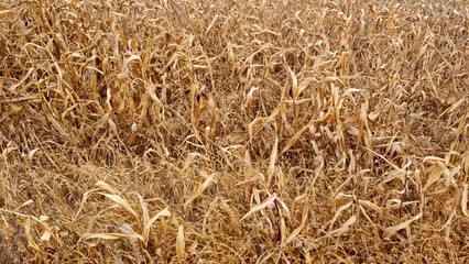 Corn field in late autumn. Overripe corn. Texture of yellow leaves.