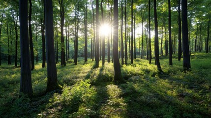 Obraz premium Sundrenched forest, serene landscape of sunlight filtering through trees sunlight