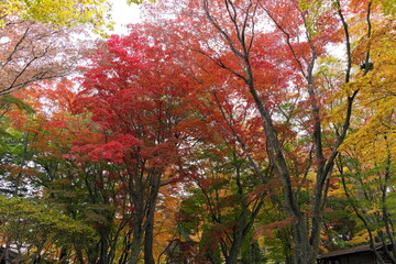 紅葉