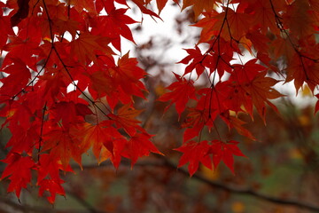 赤く紅葉した楓の葉
