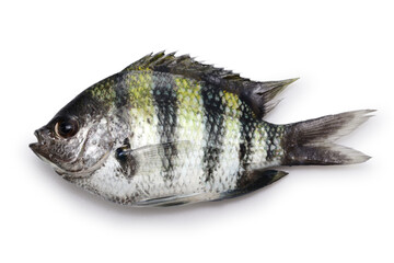 Indo-Pacific sergeant, Oyabicha isolated on white background