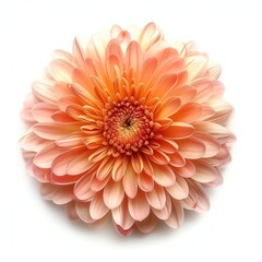 Chrysanthemum flower isolated on white background