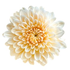 Chrysanthemum flower isolated on white background