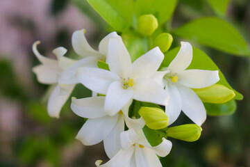 Kemuning Flower. White yellow flowers that emit a fragrant smell
