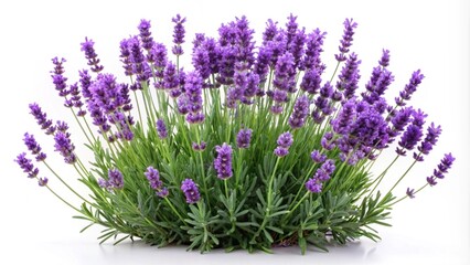 Obraz premium lavender flowers isolated on white background