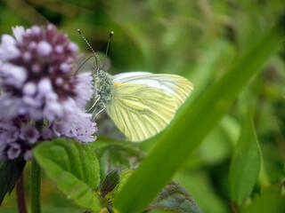 Cabbage white butterfly on flower