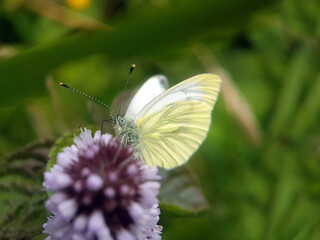 Cabbage white butterfly on flower