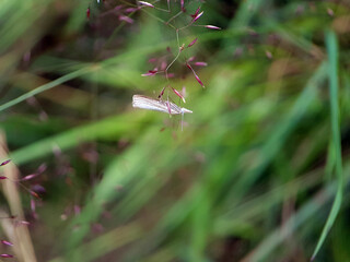 Micromoth on leaf garden summer