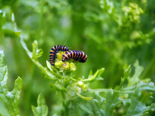 Caterpillar on ragwort leaf