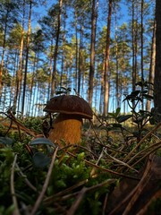 las i grzyby © Mikoaj