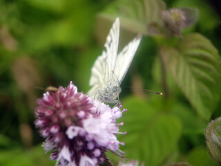 Cabbage white butterfly on flower