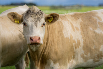 Cow at nature meadow. Cattle in green field. Cow in grassy pasture. Brown Cow close up portrait in the countryside. Cows graze on summer meadow. Rural cows. Cows in a pasture. Cows face closeup.