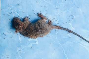 Dead mouse 1. A dead mouse surrounded by ants