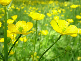 Obraz premium Close up of buttercups in a spring meadow on a sunny day.
