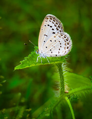 butterfly on leaf