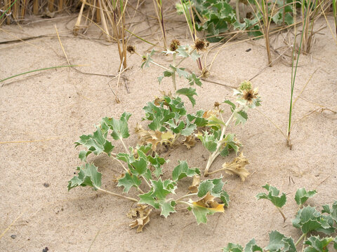 Stranddistel als D&uuml;nenvegetation