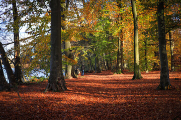 Hiking trail along the Werbellin lake in autumn in Federal State Brandenburg - Germany
