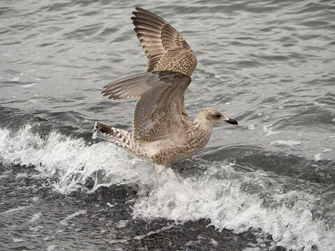 Silberm&ouml;ve beim Abflug am Strand