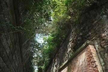 自然豊かな猿島の景色を見上げる
